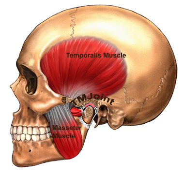 Temporomanibular joint